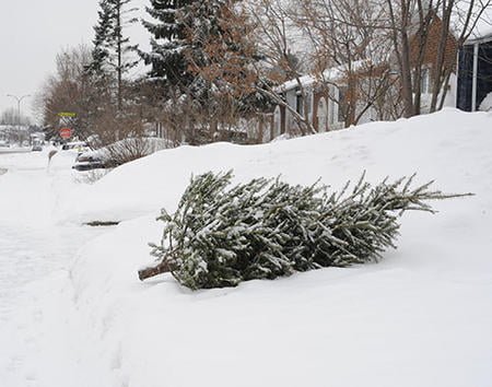 sapins