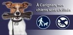 chien