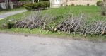 branches