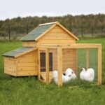 poule