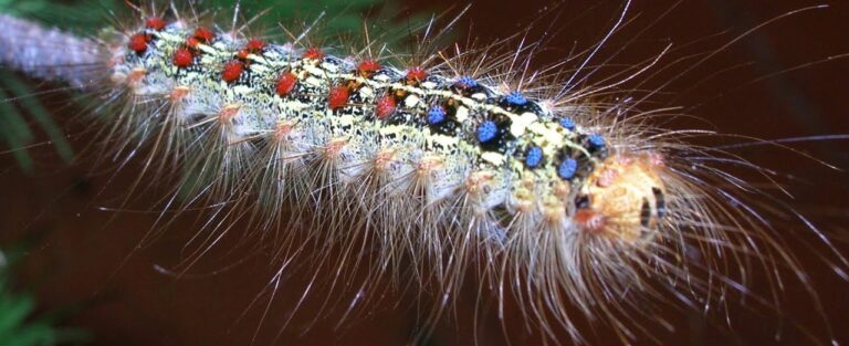 chenille